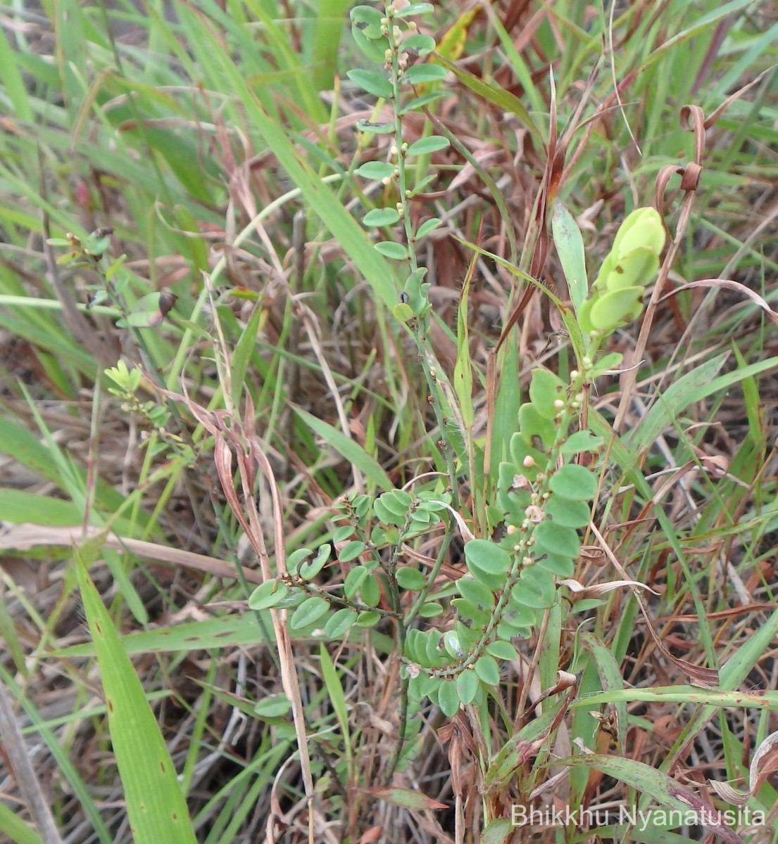 Phyllanthus wheeleri G.L.Webster